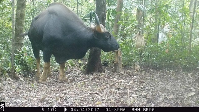 Ghi nhận nhiều động vật quý hiếm tại khu rừng nguyên sinh của Quảng Bình- Ảnh 2.