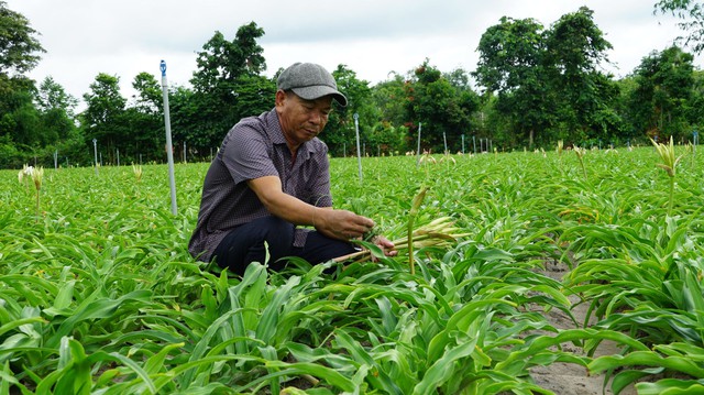 Trồng cây dược liệu có tác dụng ức chế khối u, nông dân thu mỗi tháng 70 triệu/hecta- Ảnh 1.