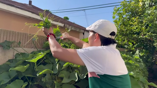 Một nam NSƯT tại Mỹ tự tay hái rau trong nhà ăn: "Làm ăn buôn bán khó khăn nên phải ăn chực" - Ảnh 1.