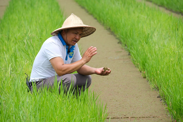 Siêu sinh vật mọc đầy Việt Nam: Giúp vượt 'bão hủy diệt' biến đổi khí hậu, hấp thụ CO2 gấp 8 lần cây xanh - Ảnh 4.