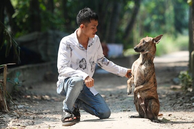 Quốc khuyển Việt Nam đắt đỏ và quý hiếm nhất thế giới - Ảnh 6.