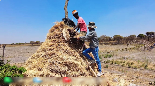 Thất trận với lúa nước mùa khô tại Angola, phải phá bỏ nửa diện tích, ông chủ trang trại Việt "phục thù" - Ảnh 9.