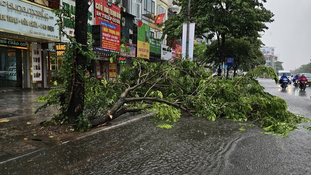 Hà Nội mưa to giữa trưa, gió giật như bão, cây đổ  - Ảnh 4.