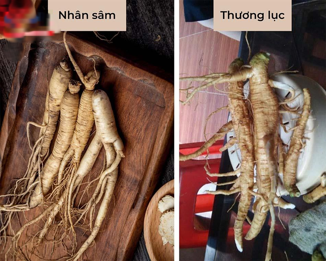 Đào được “nhân sâm” quý, cô gái đăng ảnh khoe ăn rất ngon, chuyên gia vừa nhìn đã tái mặt: Nhổ ra ngay! - Ảnh 3.