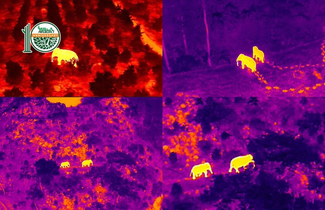 Tổ chức Việt Nam dùng công nghệ cao bảo vệ động vật hoang dã: Có một thứ đang đi đầu thế giới- Ảnh 5.