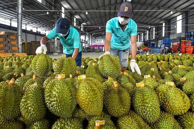 Việt Nam có loại quả mà Trung Quốc cần tới hơn 1,4 triệu tấn mỗi năm: Nước ta vừa lập kỷ lục chưa từng có - Ảnh 1.