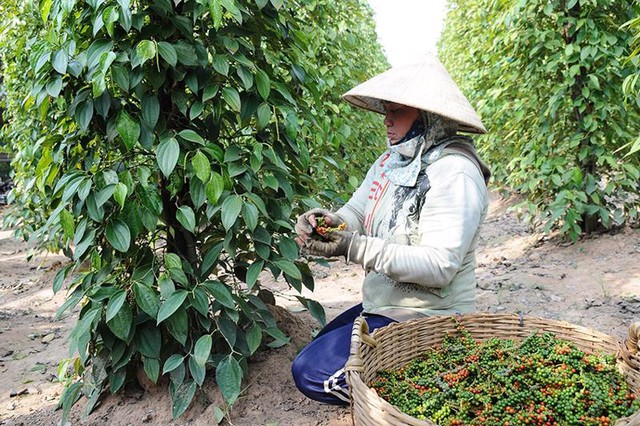 Hàng chục nghìn tấn “vàng đen” từ Việt Nam đổ bộ hơn 100 nước: Giá tăng dựng đứng, Mỹ thu mua hàng đầu  - Ảnh 1.