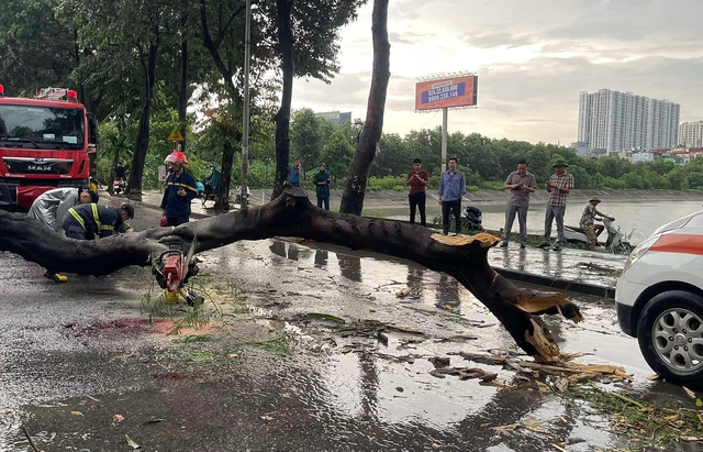 Hà Nội: Hiện trường vụ cây phượng bật gốc đè 2 người đi đường, 1 phụ nữ tử vong - Ảnh 4.