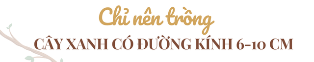 2500 cây xanh Hà Nội đổ gục, GS.TSKH Đặng Huy Huỳnh: Nhiều cây bật rễ có thể cứu được, có một việc quan trọng nhất cần làm - Ảnh 1.