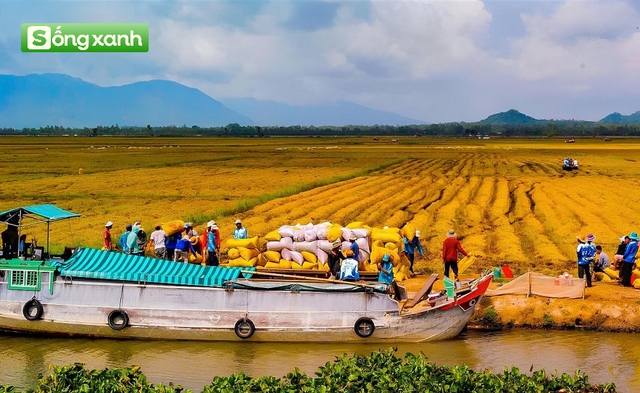 Việt Nam vừa đạt 2 kỷ lục lớn trong ngành xuất khẩu gạo tỷ đô: Đứng top 3 thế giới - Ảnh 2.