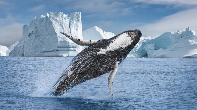 ‘Con quái vật’ của Greenland - hòn đảo cực lớn mà ông Trump lần thứ hai muốn thâu tóm - Ảnh 11.