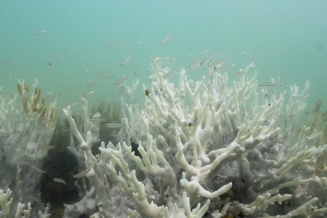 Thảm họa khí hậu bắt đầu: Rạn san hô và rừng Amazon trước bờ vực sụp đổ- Ảnh 3.