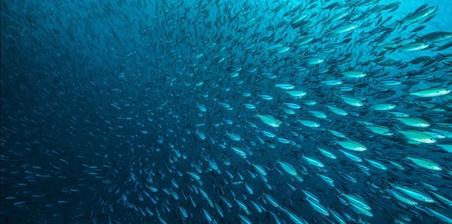 10 triệu con cá 'bốc hơi' ngay trước mắt các nhà khoa học trong vài giờ: 