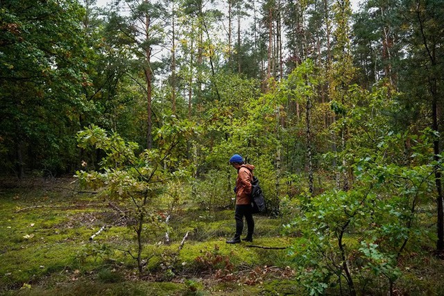 Săn nấm hoang dã ở Đức bất ngờ trở thành xu hướng sống xanh- Ảnh 13.