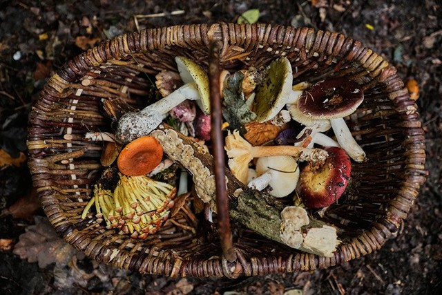 Săn nấm hoang dã ở Đức bất ngờ trở thành xu hướng sống xanh- Ảnh 14.
