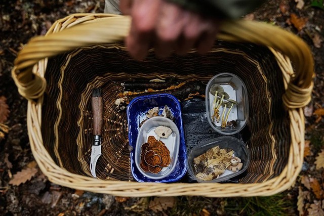 Săn nấm hoang dã ở Đức bất ngờ trở thành xu hướng sống xanh- Ảnh 4.