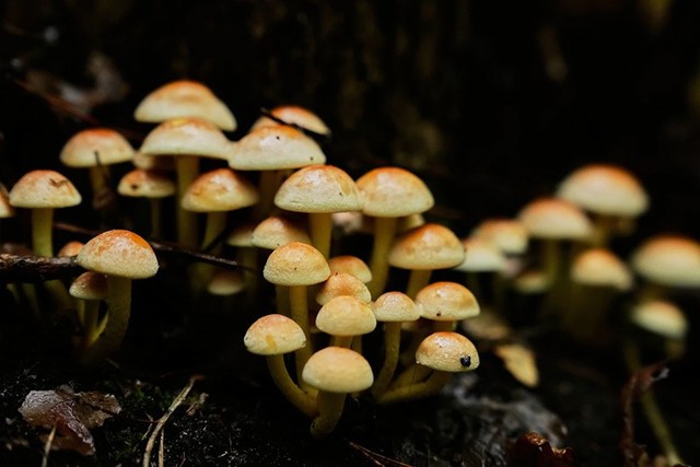 Săn nấm hoang dã ở Đức bất ngờ trở thành xu hướng sống xanh- Ảnh 6.