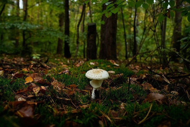 Săn nấm hoang dã ở Đức bất ngờ trở thành xu hướng sống xanh- Ảnh 9.