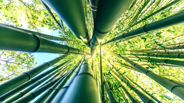 Phát minh "có thể thay đổi thế giới" của Trung Quốc: "Vàng" trong tre, chi 2.300 USD thu được 1 tấn- Ảnh 1. Phát minh "có thể thay đổi thế giới" của Trung Quốc: "Vàng" trong tre, chi 2.300 USD thu được 1 tấn- Ảnh 1.