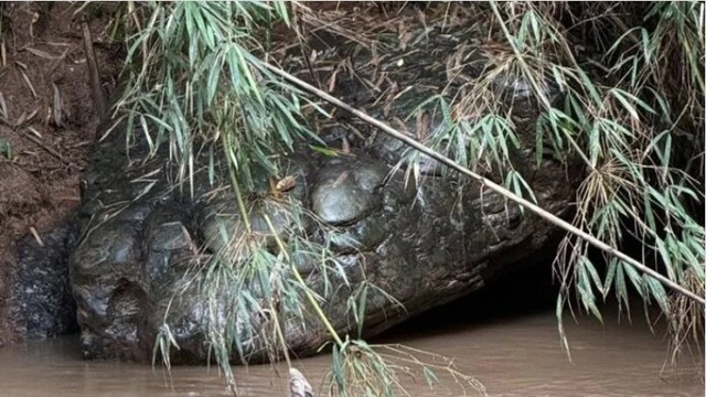 Dòng sông yên ả bỗng dậy sóng vì 'rắn khổng lồ', người dân bàn tán khiến phóng viên đến tận nơi xác minh- Ảnh 2. Dòng sông yên ả bỗng dậy sóng vì 'rắn khổng lồ', người dân bàn tán khiến phóng viên đến tận nơi xác minh- Ảnh 2.