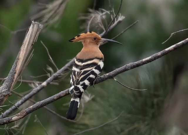 Kh&aacute;o s&aacute;t suốt nửa năm, ph&aacute;t hiện 27 