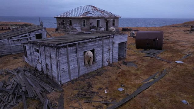 Cận cảnh gấu trắng chiếm trạm nghiên cứu giữa Bắc Cực hoang vắng- Ảnh 1.