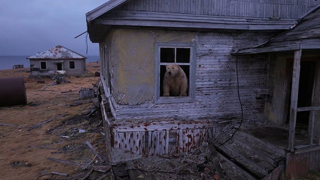 Cận cảnh gấu trắng chiếm trạm nghiên cứu giữa Bắc Cực hoang vắng- Ảnh 13.