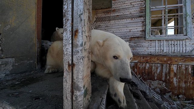 Cận cảnh gấu trắng chiếm trạm nghiên cứu giữa Bắc Cực hoang vắng- Ảnh 14.