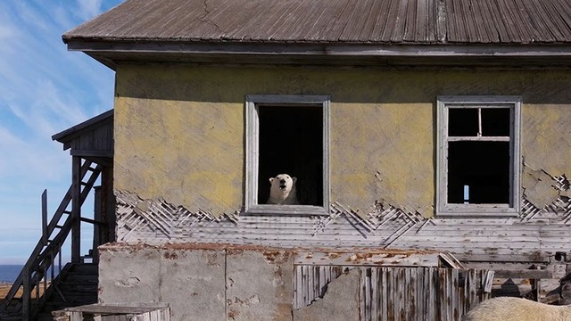 Cận cảnh gấu trắng chiếm trạm nghiên cứu giữa Bắc Cực hoang vắng- Ảnh 4.