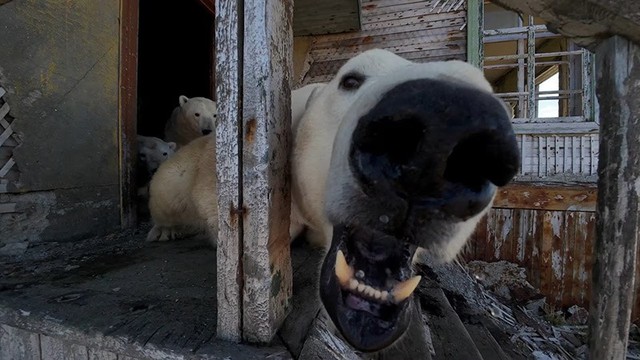 Cận cảnh gấu trắng chiếm trạm nghiên cứu giữa Bắc Cực hoang vắng- Ảnh 11.