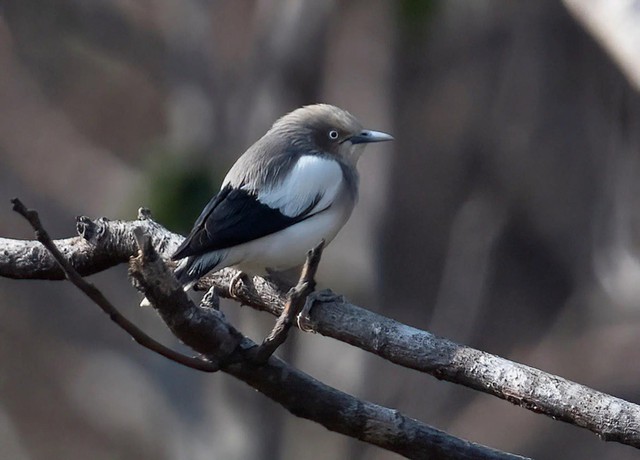 Kh&aacute;o s&aacute;t suốt nửa năm, ph&aacute;t hiện 27 