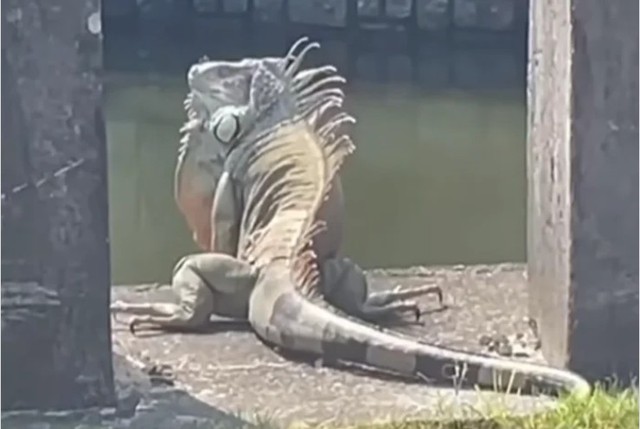 "Quái thú khổng lồ" ngồi chễm chệ trên phố, người dân Đài Nam (Trung Quốc) xôn xao: Đây có phải là Godzilla thật?- Ảnh 4. "Quái thú khổng lồ" ngồi chễm chệ trên phố, người dân Đài Nam (Trung Quốc) xôn xao: Đây có phải là Godzilla thật?- Ảnh 4.