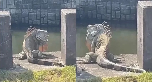 "Quái thú khổng lồ" ngồi chễm chệ trên phố, người dân Đài Nam (Trung Quốc) xôn xao: Đây có phải là Godzilla thật?- Ảnh 1. "Quái thú khổng lồ" ngồi chễm chệ trên phố, người dân Đài Nam (Trung Quốc) xôn xao: Đây có phải là Godzilla thật?- Ảnh 1.