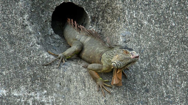 "Quái thú khổng lồ" ngồi chễm chệ trên phố, người dân Đài Nam (Trung Quốc) xôn xao: Đây có phải là Godzilla thật?- Ảnh 3. "Quái thú khổng lồ" ngồi chễm chệ trên phố, người dân Đài Nam (Trung Quốc) xôn xao: Đây có phải là Godzilla thật?- Ảnh 3.