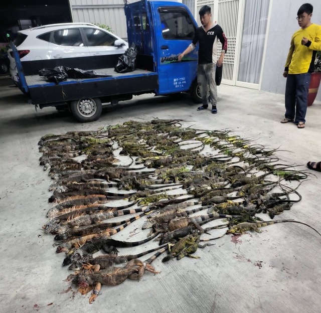 "Quái thú khổng lồ" ngồi chễm chệ trên phố, người dân Đài Nam (Trung Quốc) xôn xao: Đây có phải là Godzilla thật?- Ảnh 2. "Quái thú khổng lồ" ngồi chễm chệ trên phố, người dân Đài Nam (Trung Quốc) xôn xao: Đây có phải là Godzilla thật?- Ảnh 2.