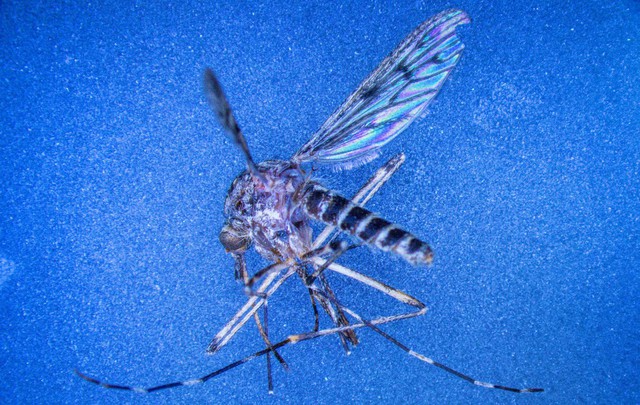 Lần đầu tiên trong lịch sử: Muỗi "đổ bộ" Iceland gây chấn động quốc đảo băng giá- Ảnh 1.