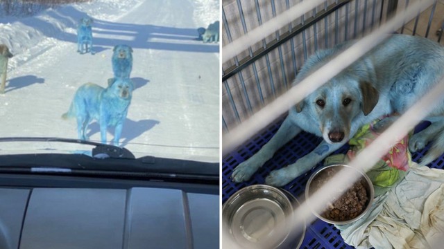 Bí ẩn chó hoang lông xanh xuất hiện tại thảm họa hạt nhân Chernobyl- Ảnh 5. Bí ẩn chó hoang lông xanh xuất hiện tại thảm họa hạt nhân Chernobyl- Ảnh 5.