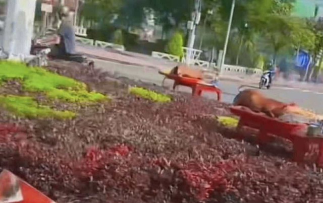 Xôn xao người bán nước trúng số "khủng", mua 5 con heo quay ra đường lễ tạ: Hé lộ số tiền thưởng thực sự- Ảnh 1. Xôn xao người bán nước trúng số "khủng", mua 5 con heo quay ra đường lễ tạ: Hé lộ số tiền thưởng thực sự- Ảnh 1.