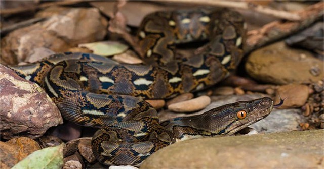 Loài rắn dài nhất thế giới, Việt Nam cũng có: Từng ghi nhận cá thể đạt gần 10 mét- Ảnh 2.