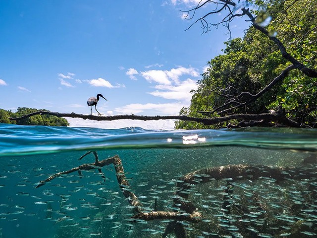 Cá sấu khổng lồ và những khoảnh khắc rừng ngập mặn khiến bạn tò mò- Ảnh 5.