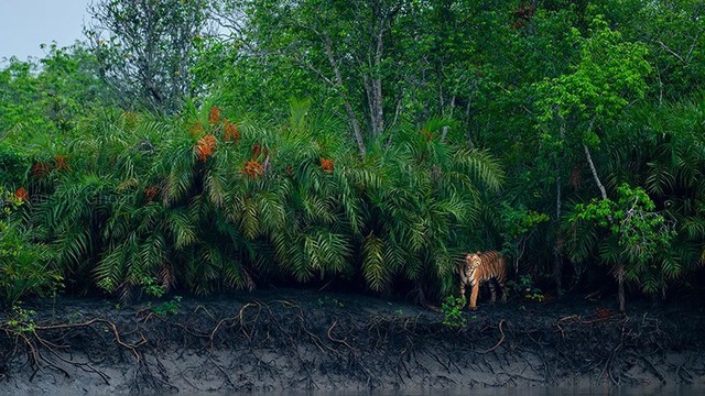 Cá sấu khổng lồ và những khoảnh khắc rừng ngập mặn khiến bạn tò mò- Ảnh 7.