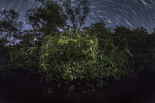 Cá sấu khổng lồ và những khoảnh khắc rừng ngập mặn khiến bạn tò mò- Ảnh 11.