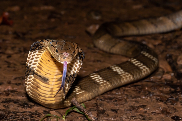 Loài rắn độc dài nhất thế giới, Việt Nam cũng có: Một cú tấn công đủ giết 20 người- Ảnh 4.