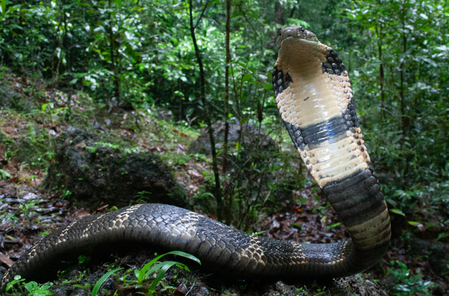 Loài rắn độc dài nhất thế giới, Việt Nam cũng có: Một cú tấn công đủ giết 20 người- Ảnh 6.