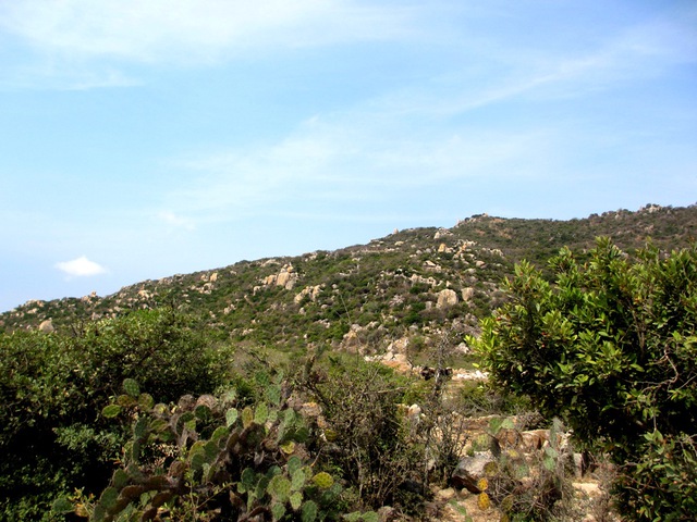 Việt Nam có rừng thuộc dạng quý hiếm ở Đông Nam Á, cả nước chỉ có 1, ngay gần Nha Trang, Phan Thiết- Ảnh 2. Việt Nam có rừng thuộc dạng quý hiếm ở Đông Nam Á, cả nước chỉ có 1, ngay gần Nha Trang, Phan Thiết- Ảnh 2.