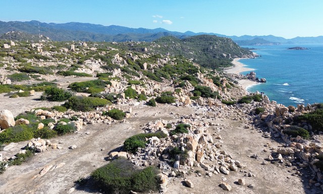 Việt Nam có rừng thuộc dạng quý hiếm ở Đông Nam Á, cả nước chỉ có 1, ngay gần Nha Trang, Phan Thiết- Ảnh 1. Việt Nam có rừng thuộc dạng quý hiếm ở Đông Nam Á, cả nước chỉ có 1, ngay gần Nha Trang, Phan Thiết- Ảnh 1.