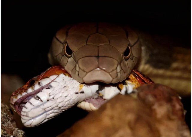 Loài rắn độc thông minh nhất có mặt ở Việt Nam không?- Ảnh 1.