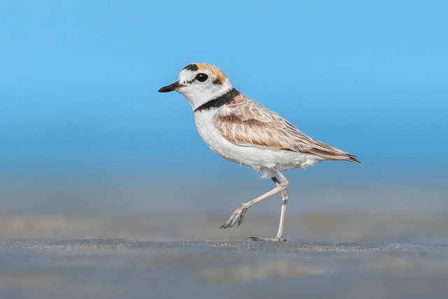 Con người có "giác quan thứ 7", đột phá vừa được chứng minh lần đầu tiên- Ảnh 4.