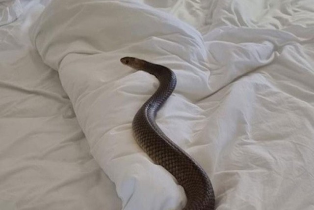 5 sai lầm khiến rắn muốn "ghé thăm" ngôi nhà của bạn và cách ngăn chặn- Ảnh 3. 5 sai lầm khiến rắn muốn "ghé thăm" ngôi nhà của bạn và cách ngăn chặn- Ảnh 3.