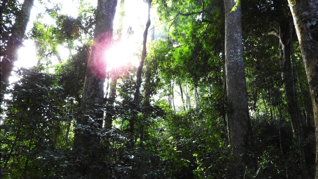 Đặt camera giữa rừng sâu, các nhà khoa học tình cờ phát hiện loài vật đã công bố tuyệt chủng gần 100 năm- Ảnh 4.